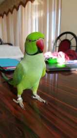 Lost Indian Ringneck Parakeet