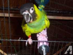 Lost Conure