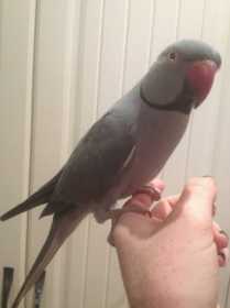 Lost Indian Ringneck Parakeet