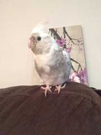 Lost Cockatiel