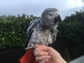 Lost African Grey