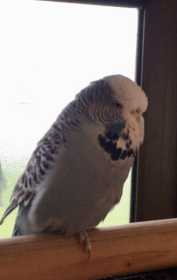 Lost Budgerigar