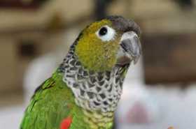 Lost Conure