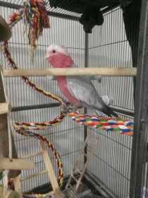 Lost Galah Cockatoo