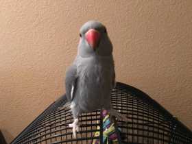 Lost Indian Ringneck Parakeet