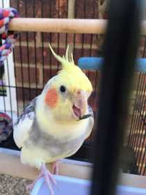 Lost Cockatiel