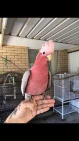 Lost Galah Cockatoo