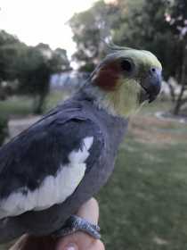 Lost Cockatiel