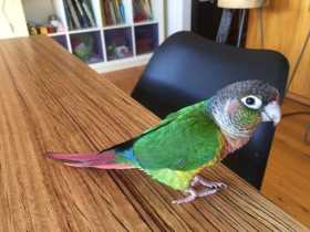 Lost Conure