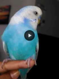 Lost Budgerigar