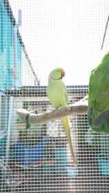 Lost Indian Ringneck Parakeet