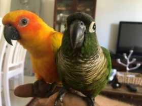 Lost Conure