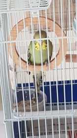 Lost Budgerigar