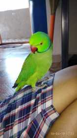 Lost Indian Ringneck Parakeet