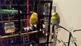 Lost Budgerigar