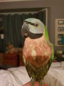Lost Mustached / Moustached Parakeet