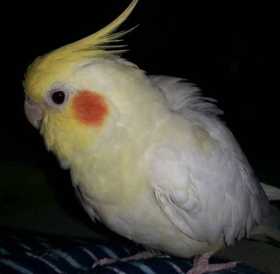 Lost Cockatiel