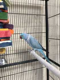 Lost Indian Ringneck Parakeet