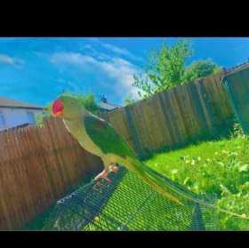 Lost Alexandrine