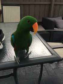 Lost Eclectus