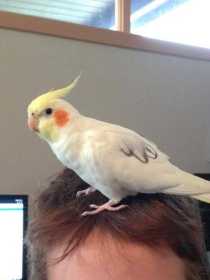 Lost Cockatiel