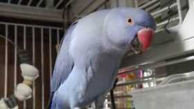 Lost Indian Ringneck Parakeet