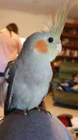 Lost Cockatiel