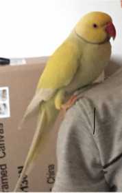 Lost Indian Ringneck Parakeet