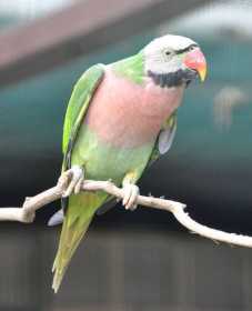 Lost Mustached / Moustached Parakeet