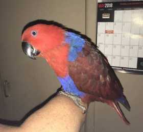 Lost Eclectus