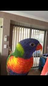 Lost Lory / Lorikeet