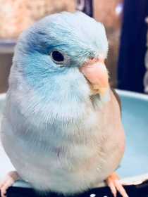 Lost Parrotlet