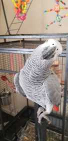 Lost African Grey