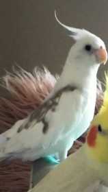 Lost Cockatiel