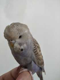 Lost Budgerigar