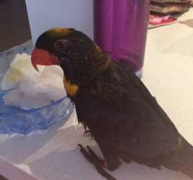 Lost Lory / Lorikeet