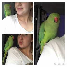 Lost Indian Ringneck Parakeet