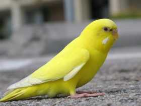 Lost Parakeet