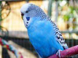 Lost Parakeet
