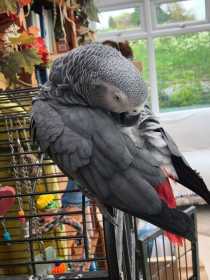 Lost African Grey