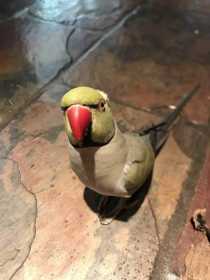 Lost Indian Ringneck Parakeet