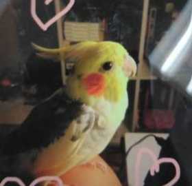 Lost Cockatiel