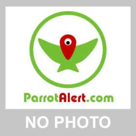 Lost Malabar Parakeet