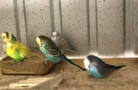 Lost Budgerigar