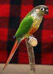 Lost Conure