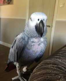 Lost African Grey