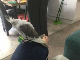 Lost Cockatiel