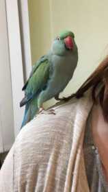 Lost Indian Ringneck Parakeet