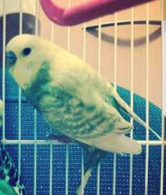 Lost Budgerigar