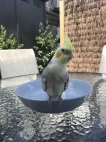 Lost Cockatiel